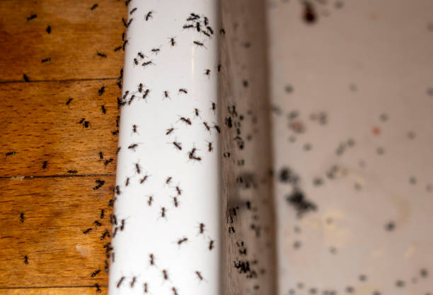 Best Affordable Pest Control Services  in Willow Springs, MO
